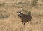 Arabische oryx.jpg